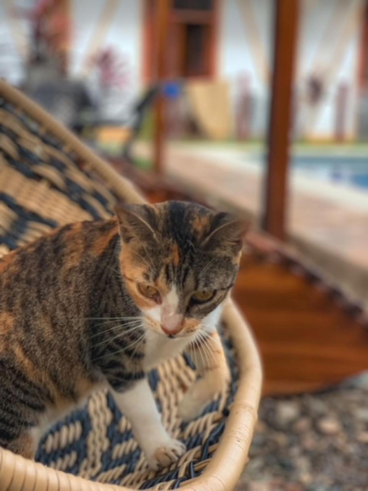 Rincon Del Mar Palomino Bed & Breakfast エクステリア 写真